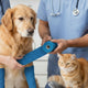 Guide to Cohesive Bandages for Dogs and Cats