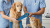 Guide to Cohesive Bandages for Dogs and Cats
